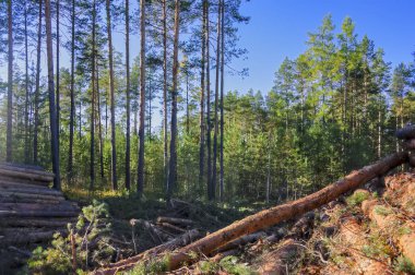 Bolca taze Boyutlanmış çam ormanı kenarında günlüğe kaydeder.