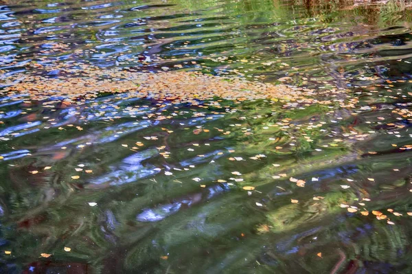 Feuilles jaunes d'automne à la surface de la rivière forestière — Photo