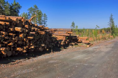 Bolca taze Boyutlanmış çam ormanı kenarında günlüğe kaydeder.