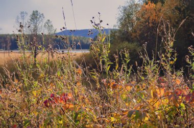Sonbahar manzara güneşli sıcak bir günde orman nehir kıyısında