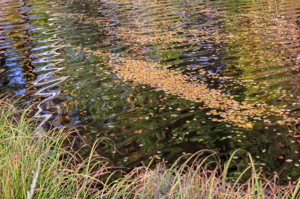 Yellow autumn leaves on the surface of the forest river — Stock Photo, Image