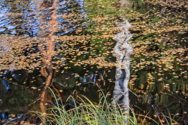 Hojas amarillas de otoño en la superficie del río bosque — Foto de Stock