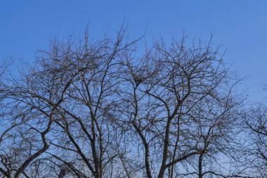 Çıplak ağaç dalları gökyüzü karşı erken baharda.