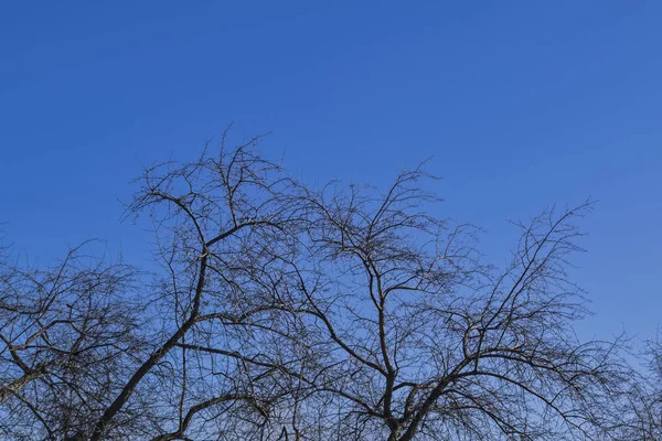 Branches d'arbres nus au début du printemps contre un ciel . — Photo