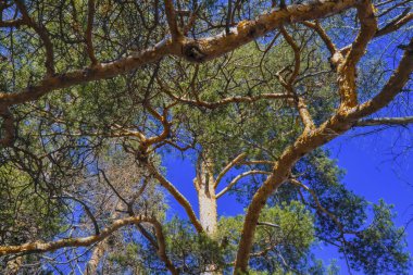 Güneşli bir bahar orman manzara
