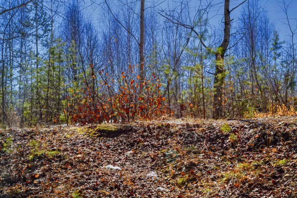 Paisagem de floresta de primavera em um dia ensolarado — Fotografia de Stock