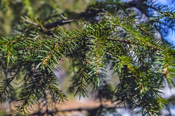 Spruce grenar belysta med solljus på en suddig bakgrund. Närbild. — Stockfoto