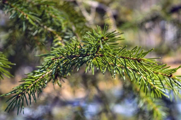 Spruce grenar belysta med solljus på en suddig bakgrund. Närbild. — Stockfoto