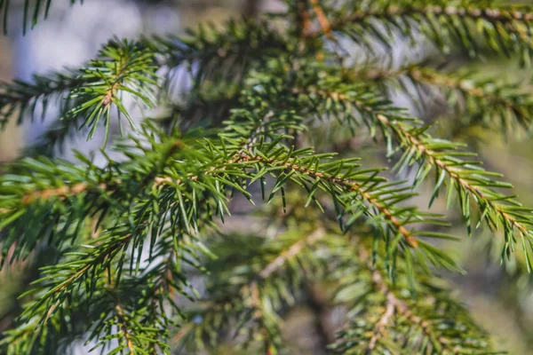 Spruce grenar belysta med solljus på en suddig bakgrund. Närbild. — Stockfoto