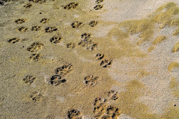 Traces de chien empreintes sur la plage de sable . — Photo