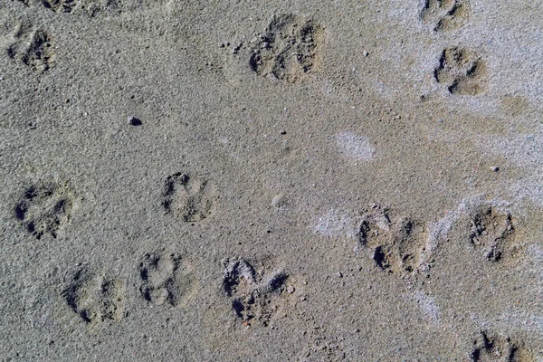 Psí stopy se tisknou na písečné pláži. — Stock fotografie
