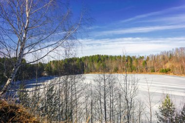 Güneşli bir bahar orman manzara