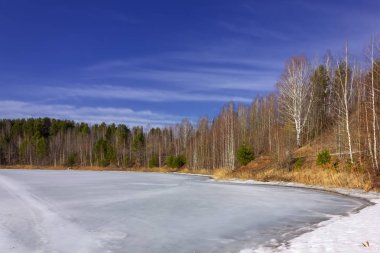 Güneşli bir bahar orman manzara