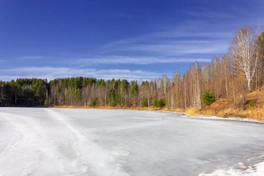 Güneşli bir bahar orman manzara