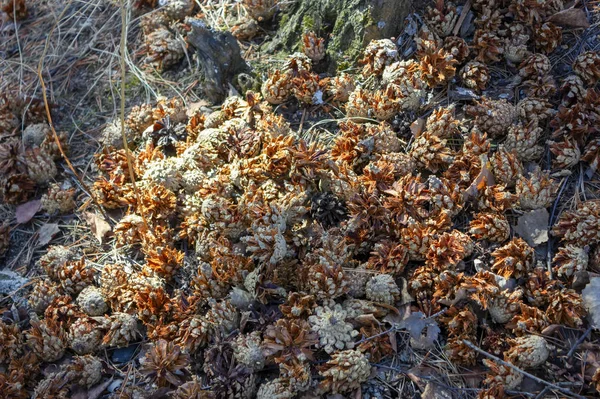 Cônes de pin sec dans la forêt printanière. Cônes de pin sur le sol forestier . — Photo