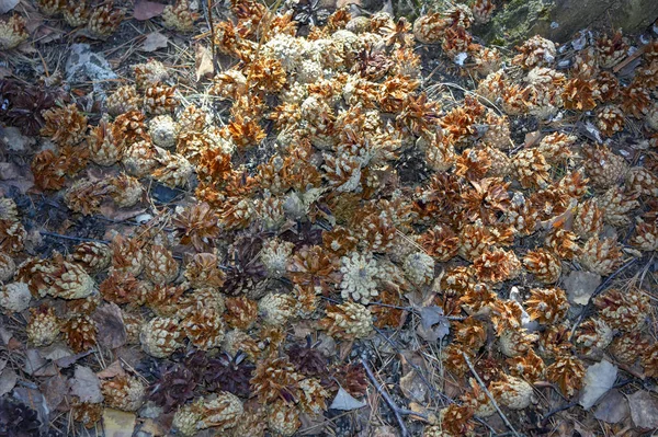 Suché piniové kužele v jarním lese. Borové kužele na lesní podlaze. — Stock fotografie