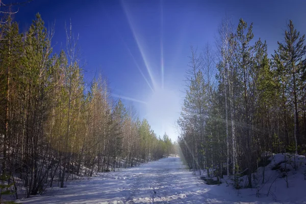 Peisaj forestier de primăvară într-o zi însorită — Fotografie, imagine de stoc