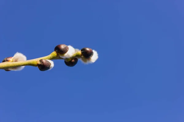 Rama de sauce con brotes contra el cielo azul — Foto de Stock