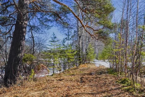 Spring forest landscape on a sunny day — Stock Photo, Image