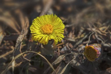 Sarı bahar çiçek tussilago farfara bulanık bir arka planda.