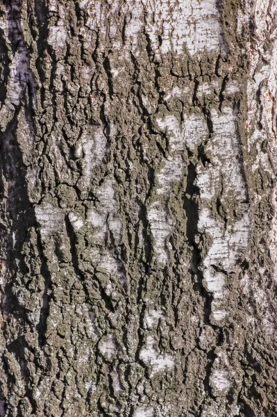 Fondo natural - la textura vertical de una corteza de abedul real de cerca en primavera . —  Fotos de Stock