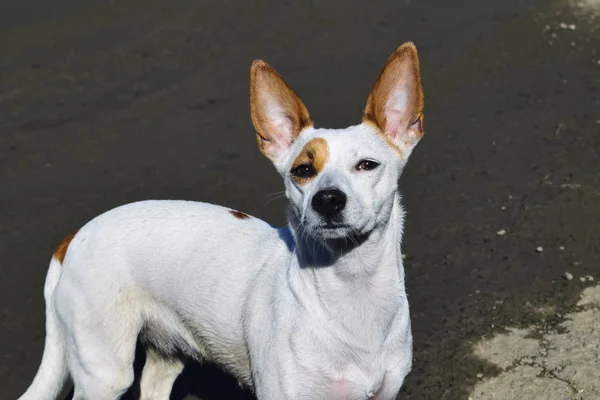 Egy kicsi fehér kutya-val nagy felálló fülek séta a parton. — Stock Fotó