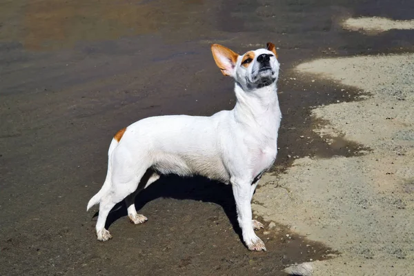 Egy kicsi fehér kutya-val nagy felálló fülek séta a parton. — Stock Fotó