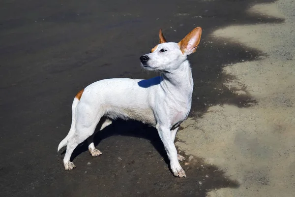 Büyük dik kulakları ile küçük bir beyaz köpek kıyıda yürüyor. — Stok fotoğraf