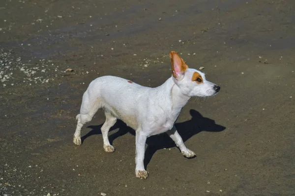 Ein kleiner weißer Hund mit großen aufrechten Ohren geht am Ufer spazieren. — Stockfoto