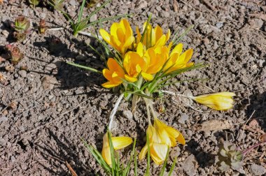 Bir yatakta sarı bahar Crocus çiçekler genç lahanası.
