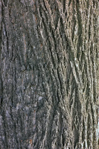 Naturlig bakgrund-den vertikala konsistens av en verklig bark närbild i vårtid. — Stockfoto
