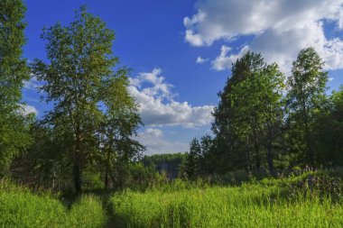 Yeşil çimenler ve yabani çiçeklerile yaz çayır manzara.