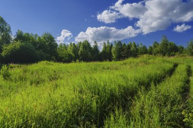 Yeşil çimenler ve yabani çiçeklerile yaz çayır manzara.