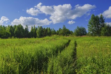 Yeşil çimenler ve yabani çiçeklerile yaz çayır manzara.