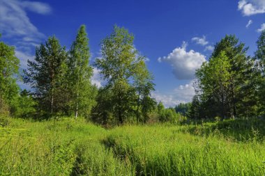 Yeşil çimenler ve yabani çiçeklerile yaz çayır manzara.