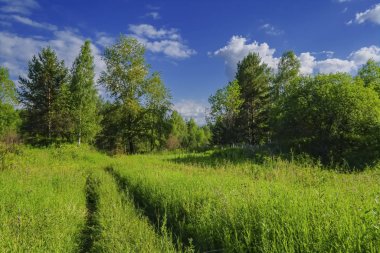 Yeşil çimenler ve yabani çiçeklerile yaz çayır manzara.