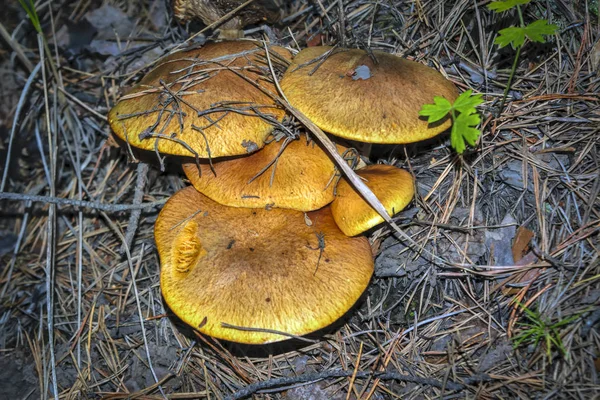 Suillus grevillei comúnmente conocido como bolete de Greville y bolete de alerce . — Foto de Stock