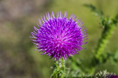 Bulanık bir arka planda çiçeklenme devedikeni