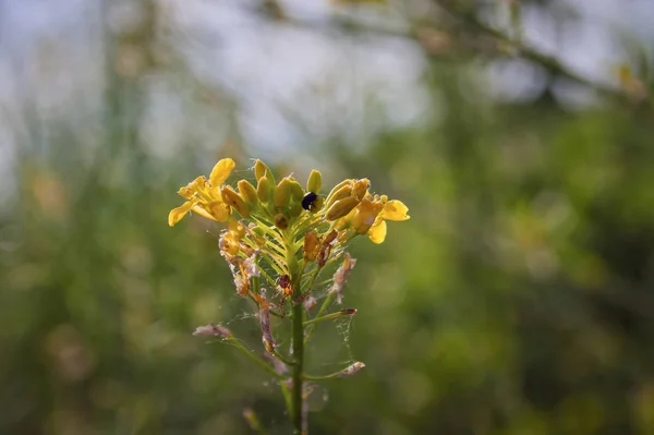 Fiori gialli in estate prato sfondo — Foto Stock