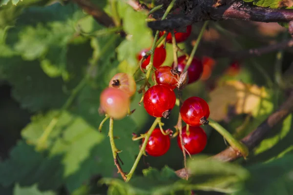 Groseilles rouges dans le jardin close-up — Photo