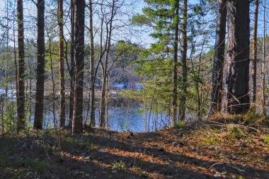 Erken bahar sahnesi ormanda kar erir.