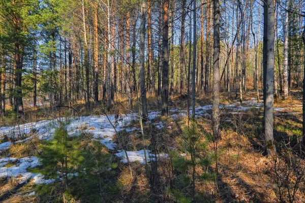 Early spring scene melts snow in the forest. — Stock Photo, Image