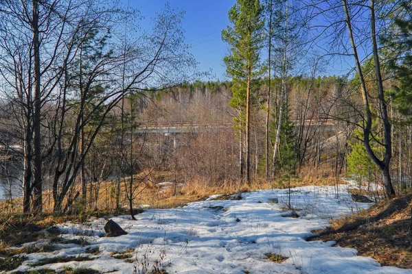 Tidig vår scen smälter snö i skogen. — Stockfoto