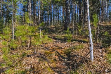 Erken bahar sahnesi ormanda kar erir.