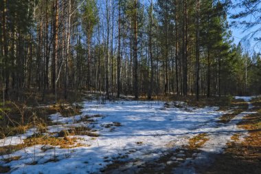 Erken bahar sahnesi ormanda kar erir.
