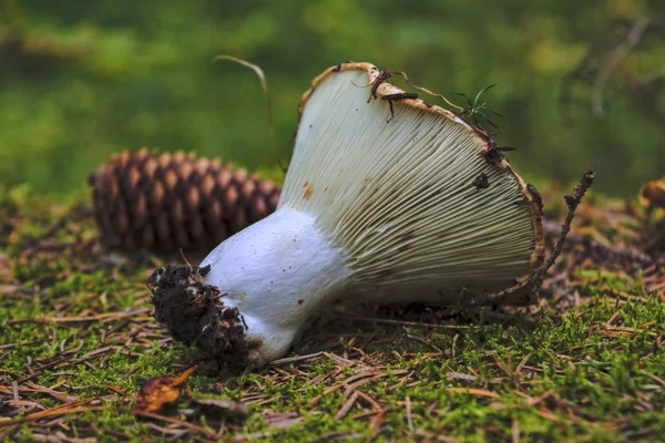 Skog svamp ligger på Mossy stubbe närbild. — Stockfoto