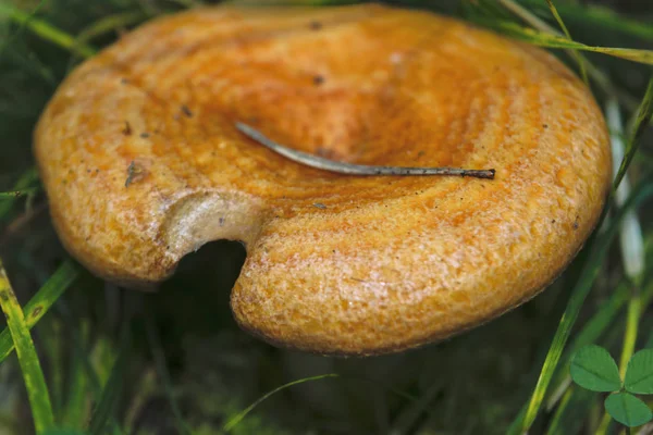 ラクタリウス・デリシオサス - 食用キノコ。自然環境中の真菌. — ストック写真