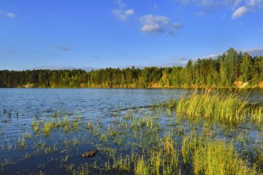 Yaz peyzaj ağaçları nehrin aynasına yansıdı.
