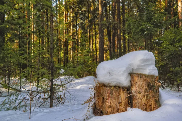 눈 덮인 숲에서 화창한 날. 눈 덮인 겨울 수엽 숲의 풍경. — 스톡 사진