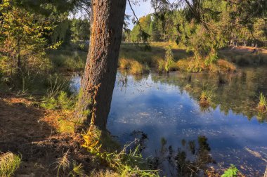 Sonbahar manzara güneşli sıcak bir günde orman nehir kıyısında